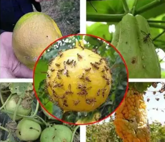 New Pest Control Solution: Haierc Sticky Insect Balls