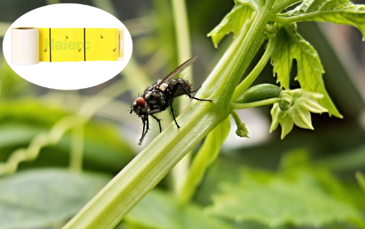 A Brand New Eco-Friendly Fly Control Solution: Waterproof and Long-Lasting Flypaper