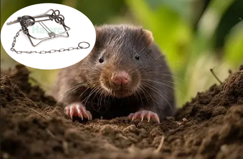 Innovative Wildlife Management: Galvanized Spring Leg Clips