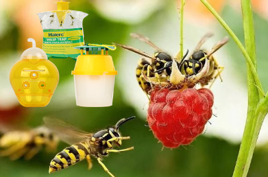 Innovative wasp trap offers dual solution for pest control