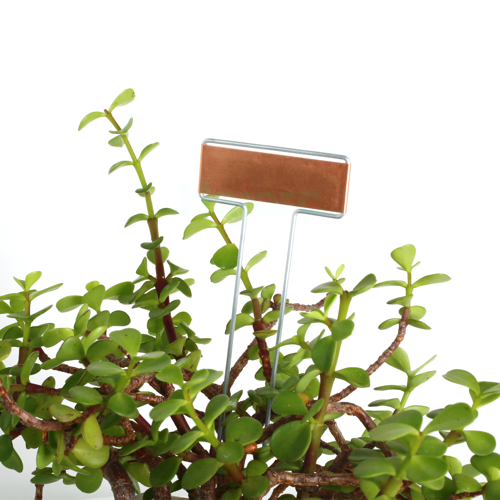 Haierc factory wholesale plant flower tag garden copper plant label